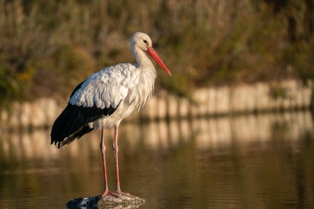 07-Cigogne (DSC03738)