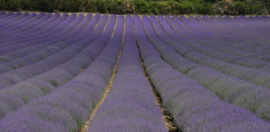 51.Cosimo_Rotondo.LUBERON2