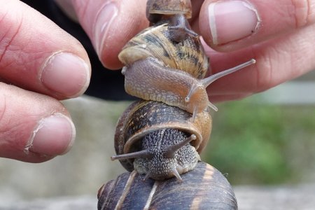 Totem d'escargots