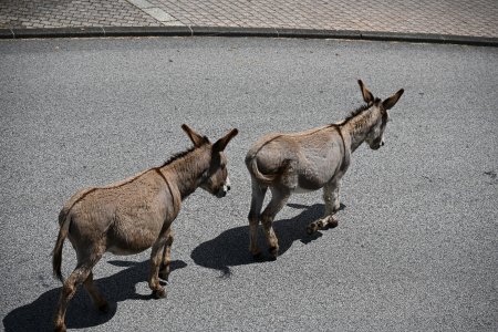 Toinette's Lost Donkeys