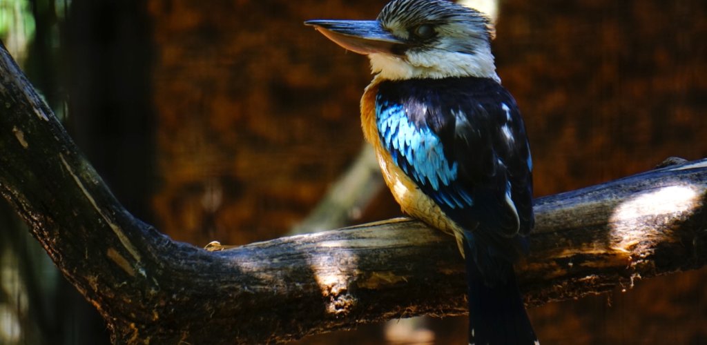 11.Claire_Plantarose.Parc_oiseaux_9