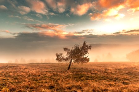 Brume