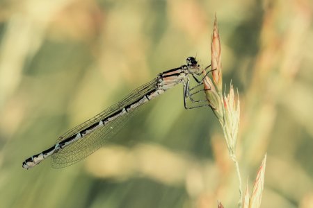 11-Agrion femelle (DSC09017)