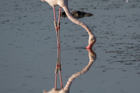 05-Flamand rose DSC03507
