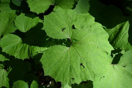 Forest Leaf
